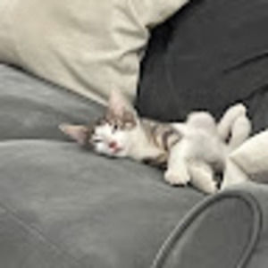 Meet your Posher, Amber